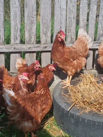 tyuk_kosarban_sok_tojason