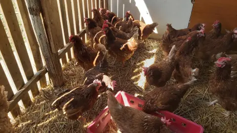 tyukok_szalmazott_olban